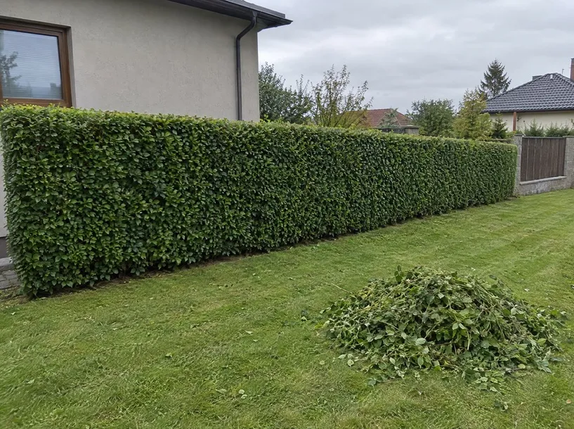 Živý plot po zastřižení na zahradě rodinného domu